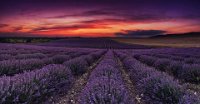 815 - LAVENDER FIELD AT SUNSET - SUHORUKOV KALOYAN - bulgaria <div